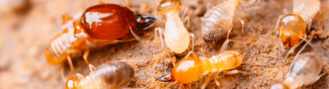 Descupinização de Solo  24 HORAS